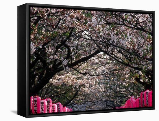 Pink Lanterns on Canopy of Cherry Trees in Bloom, Kamakura, Japan-Nancy & Steve Ross-Framed Stretched Canvas