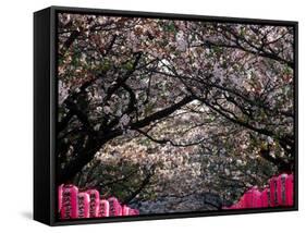 Pink Lanterns on Canopy of Cherry Trees in Bloom, Kamakura, Japan-Nancy & Steve Ross-Framed Stretched Canvas