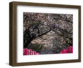 Pink Lanterns on Canopy of Cherry Trees in Bloom, Kamakura, Japan-Nancy & Steve Ross-Framed Photographic Print