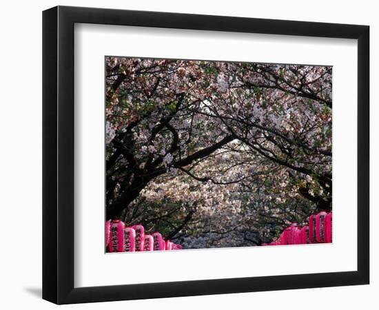 Pink Lanterns on Canopy of Cherry Trees in Bloom, Kamakura, Japan-Nancy & Steve Ross-Framed Photographic Print