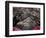 Pink Lanterns on Canopy of Cherry Trees in Bloom, Kamakura, Japan-Nancy & Steve Ross-Framed Photographic Print