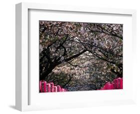 Pink Lanterns on Canopy of Cherry Trees in Bloom, Kamakura, Japan-Nancy & Steve Ross-Framed Photographic Print