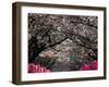 Pink Lanterns on Canopy of Cherry Trees in Bloom, Kamakura, Japan-Nancy & Steve Ross-Framed Photographic Print