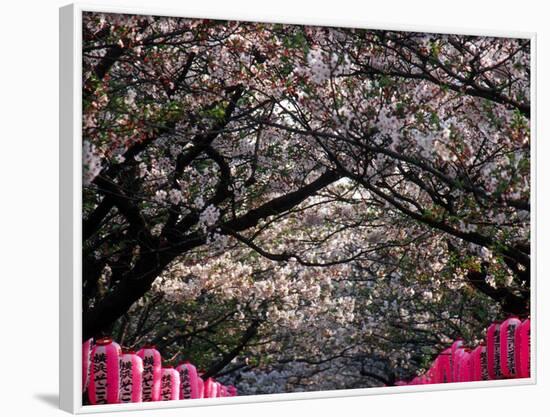 Pink Lanterns on Canopy of Cherry Trees in Bloom, Kamakura, Japan-Nancy & Steve Ross-Framed Photographic Print