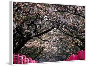 Pink Lanterns on Canopy of Cherry Trees in Bloom, Kamakura, Japan-Nancy & Steve Ross-Framed Photographic Print