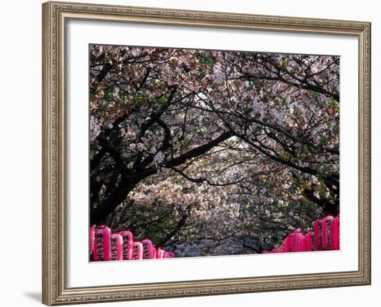 Pink Lanterns on Canopy of Cherry Trees in Bloom, Kamakura, Japan-Nancy & Steve Ross-Framed Photographic Print