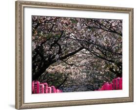 Pink Lanterns on Canopy of Cherry Trees in Bloom, Kamakura, Japan-Nancy & Steve Ross-Framed Photographic Print