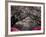 Pink Lanterns on Canopy of Cherry Trees in Bloom, Kamakura, Japan-Nancy & Steve Ross-Framed Photographic Print