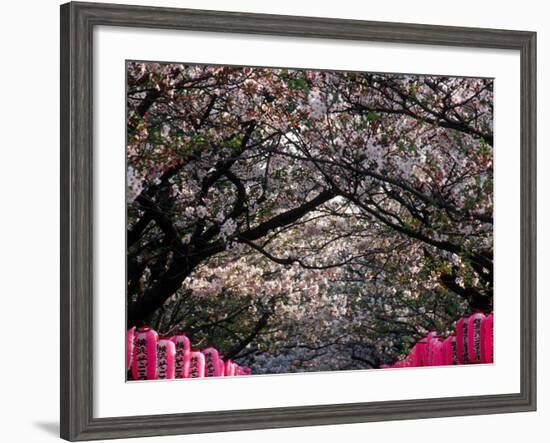 Pink Lanterns on Canopy of Cherry Trees in Bloom, Kamakura, Japan-Nancy & Steve Ross-Framed Photographic Print