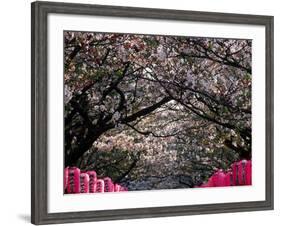 Pink Lanterns on Canopy of Cherry Trees in Bloom, Kamakura, Japan-Nancy & Steve Ross-Framed Photographic Print