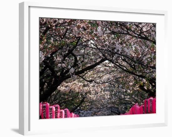 Pink Lanterns on Canopy of Cherry Trees in Bloom, Kamakura, Japan-Nancy & Steve Ross-Framed Photographic Print