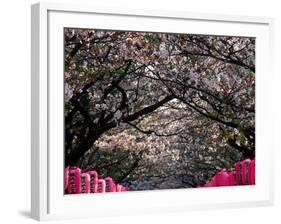 Pink Lanterns on Canopy of Cherry Trees in Bloom, Kamakura, Japan-Nancy & Steve Ross-Framed Photographic Print