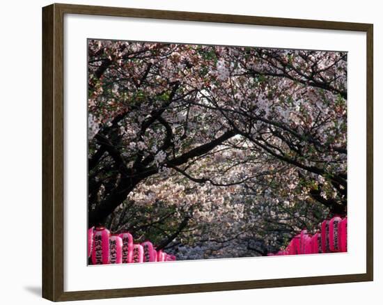 Pink Lanterns on Canopy of Cherry Trees in Bloom, Kamakura, Japan-Nancy & Steve Ross-Framed Photographic Print