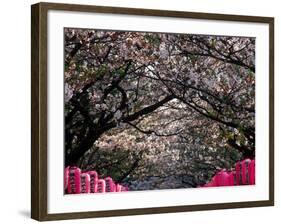 Pink Lanterns on Canopy of Cherry Trees in Bloom, Kamakura, Japan-Nancy & Steve Ross-Framed Photographic Print