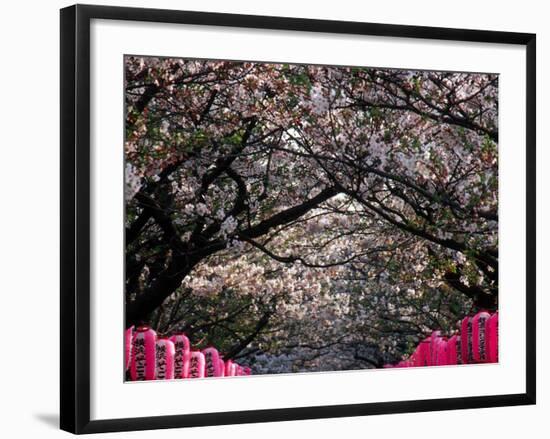 Pink Lanterns on Canopy of Cherry Trees in Bloom, Kamakura, Japan-Nancy & Steve Ross-Framed Photographic Print