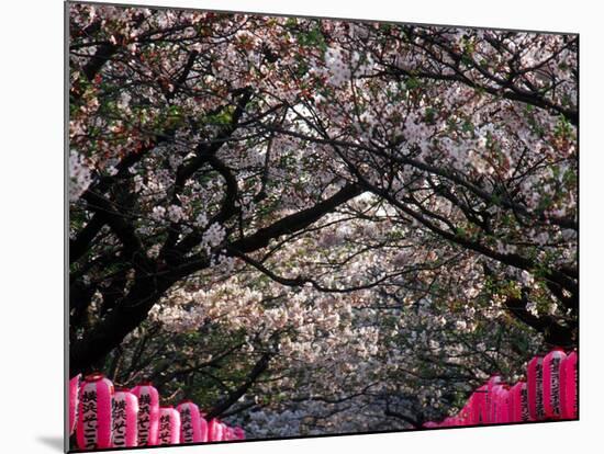 Pink Lanterns on Canopy of Cherry Trees in Bloom, Kamakura, Japan-Nancy & Steve Ross-Mounted Photographic Print