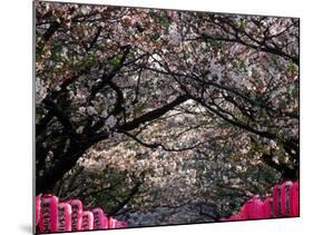 Pink Lanterns on Canopy of Cherry Trees in Bloom, Kamakura, Japan-Nancy & Steve Ross-Mounted Photographic Print