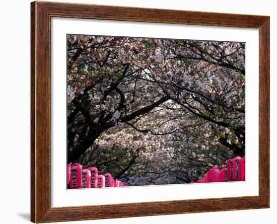 Pink Lanterns on Canopy of Cherry Trees in Bloom, Kamakura, Japan-Nancy & Steve Ross-Framed Photographic Print