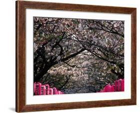 Pink Lanterns on Canopy of Cherry Trees in Bloom, Kamakura, Japan-Nancy & Steve Ross-Framed Photographic Print