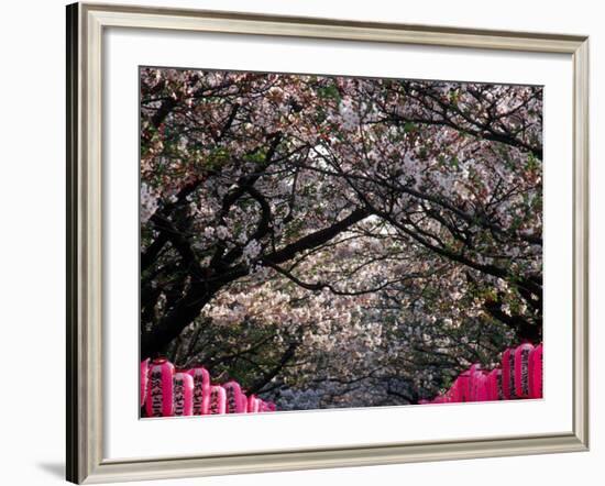 Pink Lanterns on Canopy of Cherry Trees in Bloom, Kamakura, Japan-Nancy & Steve Ross-Framed Photographic Print