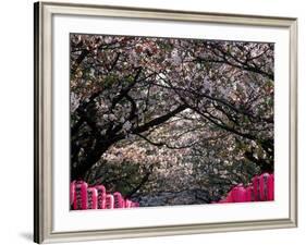 Pink Lanterns on Canopy of Cherry Trees in Bloom, Kamakura, Japan-Nancy & Steve Ross-Framed Photographic Print