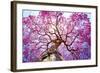 Pink Lapacho Tree at Sun´S Back Light. Transpantaneira Road, Pantanal Matogrossense. Pocone. MATO G-Roberto Tetsuo Okamura-Framed Photographic Print