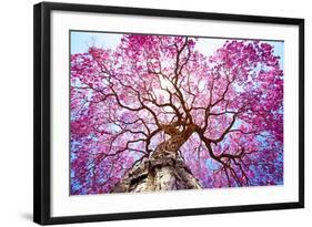 Pink Lapacho Tree at Sun´S Back Light. Transpantaneira Road, Pantanal Matogrossense. Pocone. MATO G-Roberto Tetsuo Okamura-Framed Photographic Print