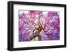 Pink Lapacho Tree at Sun´S Back Light. Transpantaneira Road, Pantanal Matogrossense. Pocone. MATO G-Roberto Tetsuo Okamura-Framed Photographic Print