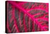 Pink Leaf II-Erin Berzel-Stretched Canvas