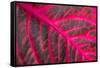 Pink Leaf II-Erin Berzel-Framed Stretched Canvas