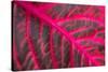 Pink Leaf II-Erin Berzel-Stretched Canvas