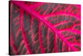 Pink Leaf II-Erin Berzel-Stretched Canvas