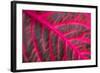 Pink Leaf II-Erin Berzel-Framed Photographic Print