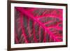 Pink Leaf II-Erin Berzel-Framed Photographic Print