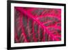 Pink Leaf II-Erin Berzel-Framed Photographic Print