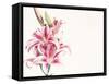 Pink Lily Flowers-null-Framed Stretched Canvas