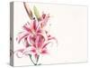 Pink Lily Flowers-null-Stretched Canvas