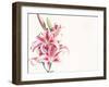 Pink Lily Flowers-null-Framed Photographic Print