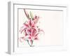 Pink Lily Flowers-null-Framed Photographic Print