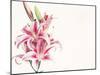 Pink Lily Flowers-null-Mounted Photographic Print