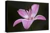 Pink Lily II-Rita Crane-Stretched Canvas