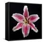 Pink Lily-Jim Christensen-Framed Stretched Canvas