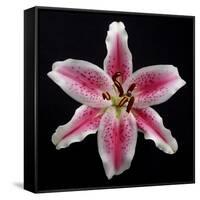 Pink Lily-Jim Christensen-Framed Stretched Canvas