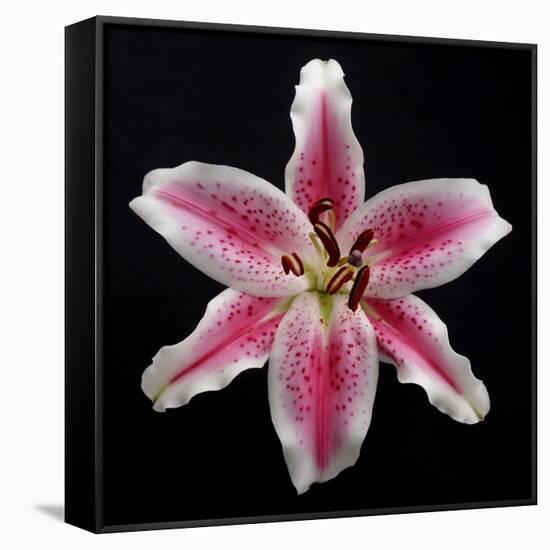 Pink Lily-Jim Christensen-Framed Stretched Canvas