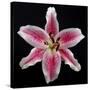 Pink Lily-Jim Christensen-Stretched Canvas