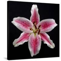 Pink Lily-Jim Christensen-Stretched Canvas