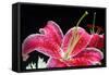 Pink Lily-Tammy Putman-Framed Stretched Canvas