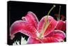 Pink Lily-Tammy Putman-Stretched Canvas