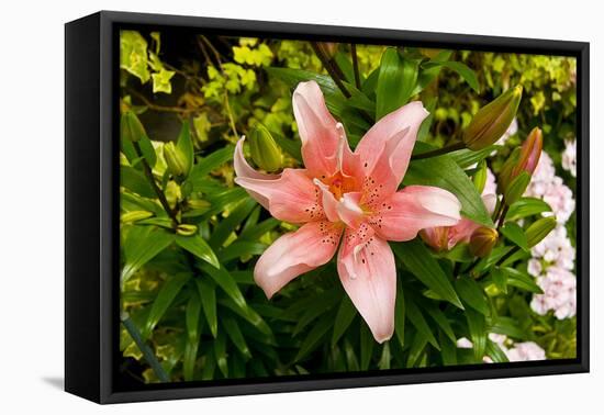 Pink Lily-George Johnson-Framed Stretched Canvas
