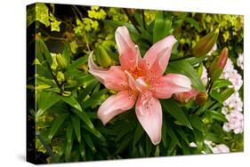 Pink Lily-George Johnson-Stretched Canvas